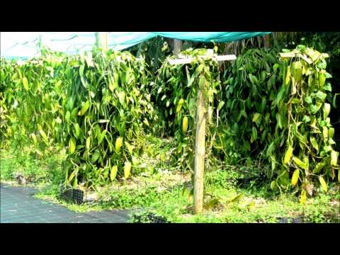 download lagu mp3 mp4 Date De La Sainte Suzanne, download lagu Date De La Sainte Suzanne gratis, unduh video klip Date De La Sainte Suzanne