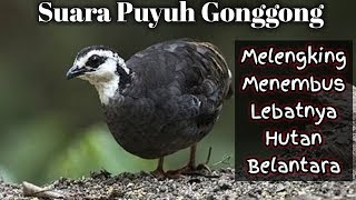 Download lagu Suara Gonggongan Puyuh Gonggong Sumatera | cocok buat bangunin SAHURRR mp3 Download lagu Suara Gonggongan Puyuh Gonggong Sumatera | cocok buat bangunin SAHURRR mp3