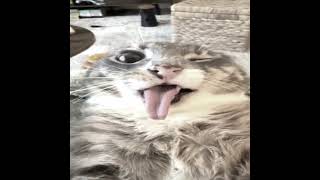 Download lagu Cala Boca?😵‍💫 | SONG NAME: CALA BOCA mp3