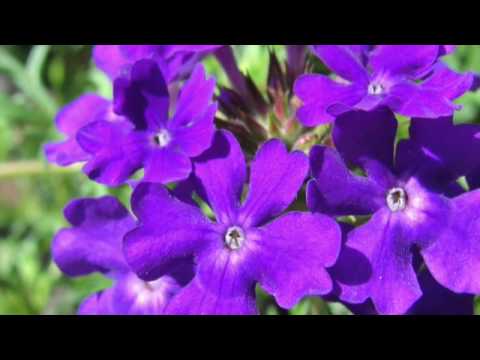 Tapien Verbena: a Vibrant Contender for Sun Gardens