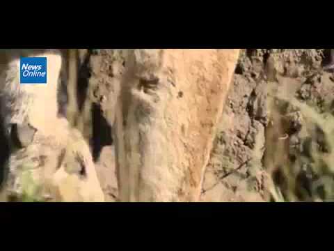 [RAW] Daring warthogs outsmart a pride of hungry, predatory lions