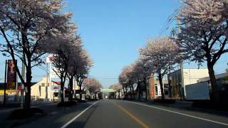 preview picture of video '20100414 HD Row of cherry blossoms of  Kanuma／鹿沼市 さつき大通り 桜並木'