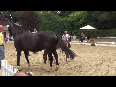 Beurteilung SECRET STUTFOHLEN