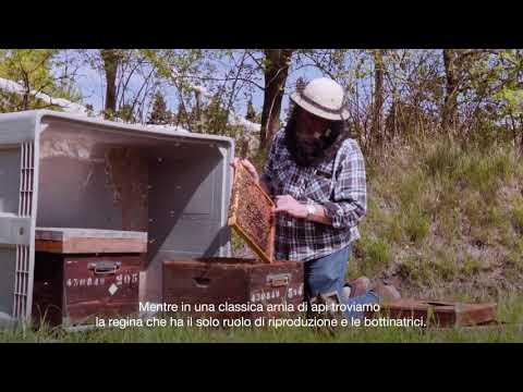 Le api selvatiche nei nostri frutteti
