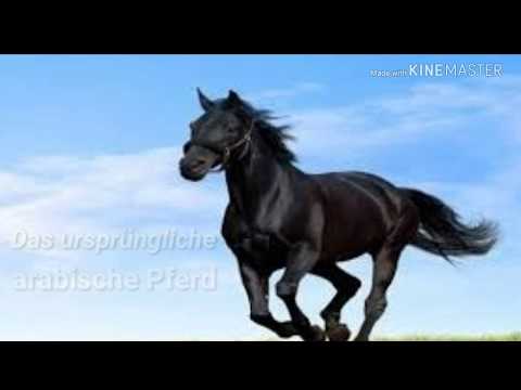 , title : 'Das arabische Pferd'