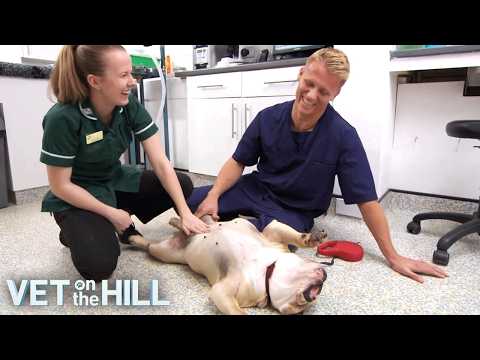 4 Hours of Mind-Blowing Pet Cases with Vet On The Hill! 😍