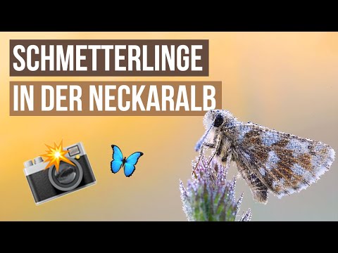 Schmetterlingsfotografie in der Neckaralb - VLOG