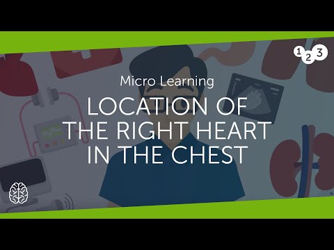 Where is the right heart located?