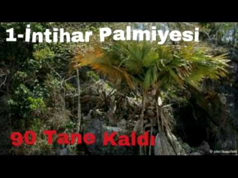 Dünyanın EN AZ bulunan Bitkileri