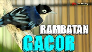 Download lagu RAMBATAN DORAEMON GACOR PAS BUAT MASTERAN GESEKAN mp3