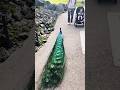 This is my Turf! One fearless Peacock🦚 at Zurich Zoo #zurich #zoo