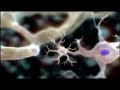 Introduction To Cells