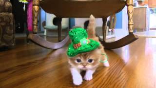 Cute kitten for St Patrick's Day
