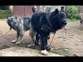 LARGE BREED DOGS MATING TIPS WITHOUT AI Dog Pets Petsrule Animals