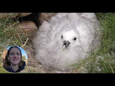 Genevieve Carver | Postcards from a Fulmar | The Moth Nature Writing Prize