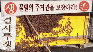 쉽고 간단한 계상올리기, 꿀벌들의 시위로 계상을 올려 줬습니다. [꿀벌 판매합니다.]