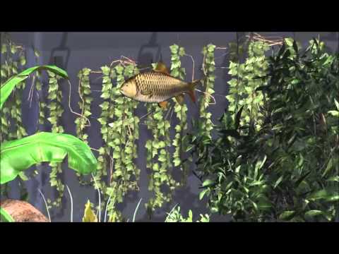 Aquarium with Iclone 6