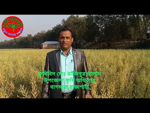 সরিষা চাষ: তিন-চারগুণ লাভ