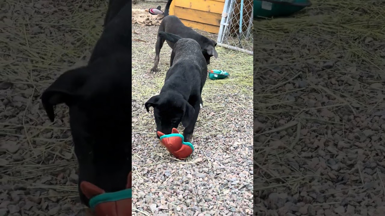 Enlarge Granite, a Adoptable mixed breed in Durango, CO video 2/2