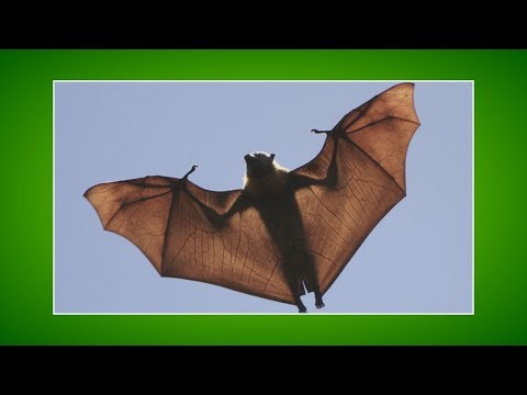 Zöldközelben: A denevérek - Tények és tévhitek (2018.04.16.)