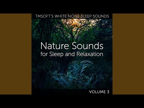 Georgia Summer Evening Crickets and Katydids