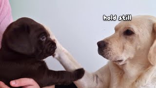 Labrador Tries to Groom Her Naughty Puppy