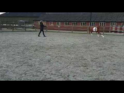 Young pony stallion by Moviestar