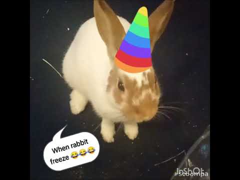 When rabbit freeze. Funny Rabbit reaction, sweet cute bunny baby. Relax, music. Dog, car, animals