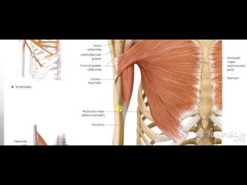 Coracobrachialis