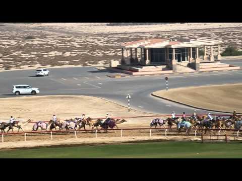 Kamelrennbahn nahe Abu Dhabi