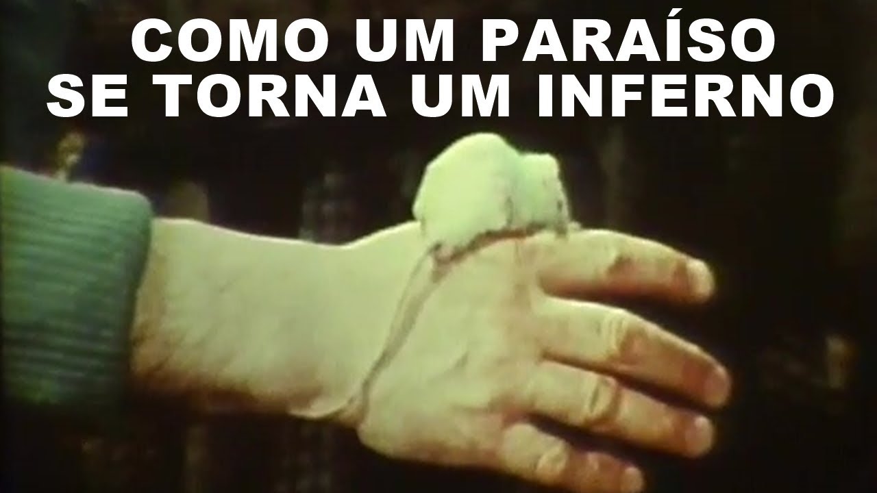 UNIVERSO 25, A UTOPIA DOS RATOS: Como Transformar um Paraíso em Inferno