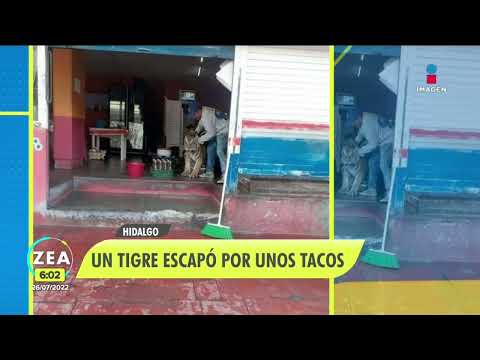 Tigre aparece en local de tacos en Mixquiahuala, Hidalgo | Noticias con Francisco Zea