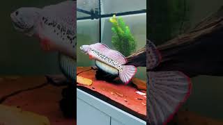 Download lagu Channa barca .    #cheng garaka    #garaka cheng #snakehead #rare #exotic #fishdose mp3