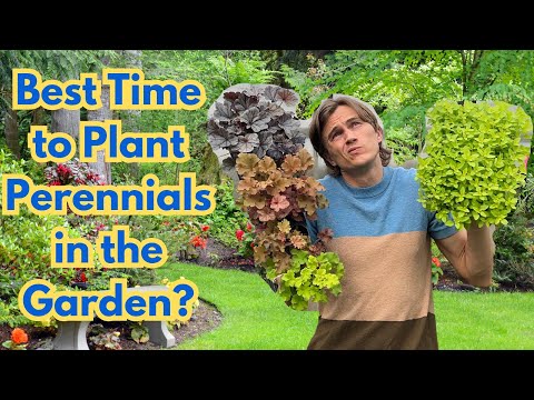 When is Best time to Plant Perennials in the Garden?