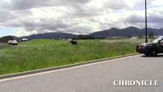 preview picture of video 'Moose in Bozeman'