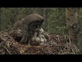 Great Gray Owl Family
