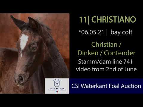 Holsteiner Fohlenauktion beim CSI Hof Waterkant | Nr. 11 Christiano