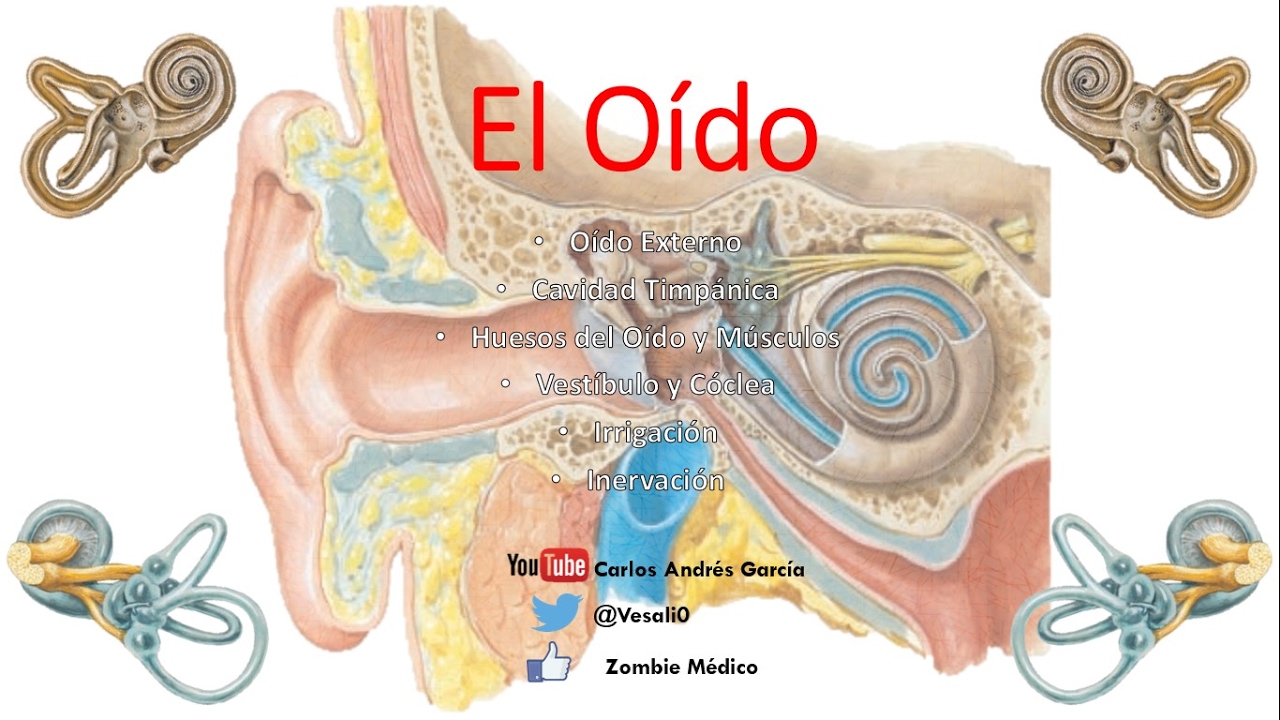 Anatomía - Oído (Externo, Medio, Interno, Huesecillos, Músculos)
