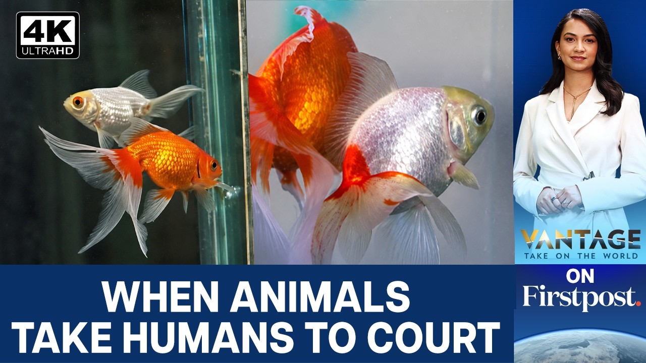 From Goldfish to Elephants | Should Animals Have Same Rights as Humans? | Vantage on Firstpost | 4K