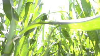 preview picture of video '[Full Talk] CAFNR Rain Infiltration Demonstration with Cover Crops - Bradford Research Center'