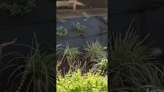 Download lagu 🐠Rain Garden to Save the Ocean! mp3