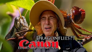 Mostly Dragonflies? Nope... wildlife treasures! Canon R7 and 100-500 for the minimum focus distance!