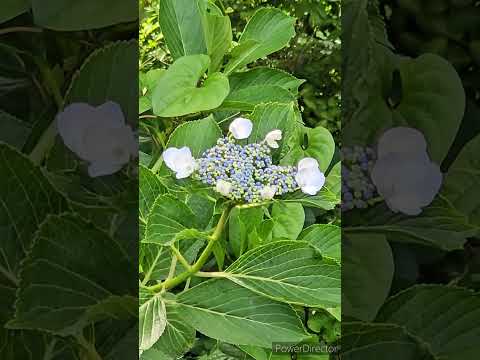 冬にはアジサイの下に何を置きますか？保護用の「ベッド」を作成するにはどうすればよいですか?  庭園