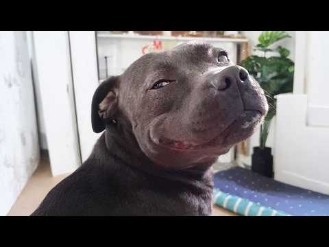 Les chiens sont les rois des vidéos d'animaux les plus drôles 2025
