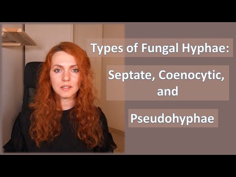 Types of Fungal Hyphae: Septate, Coenocytic, and Pseudohyphae.