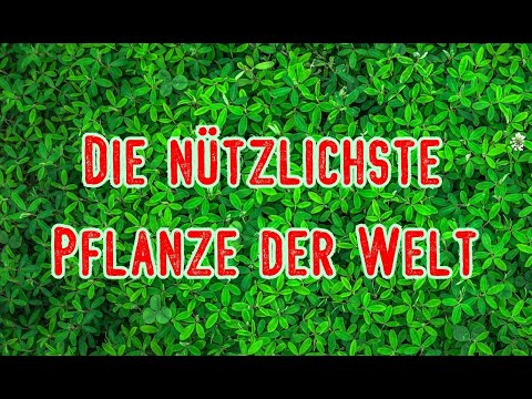 Die Pflanze der Zukunft | 9 interessante Fakten über Bambus | Superpflanze
