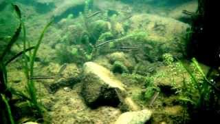 preview picture of video '‌Minnows in Greenbrier River WV'