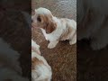 Cavapoo dogs for sale: Captain - Video 1
