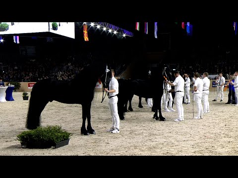 HK 2023 | Rubriek 3 | Keuring van de ingeschreven stamboekhengsten tot en met 12 jaar