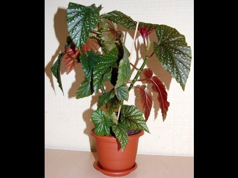 Правильна пересадка бегонії королівської